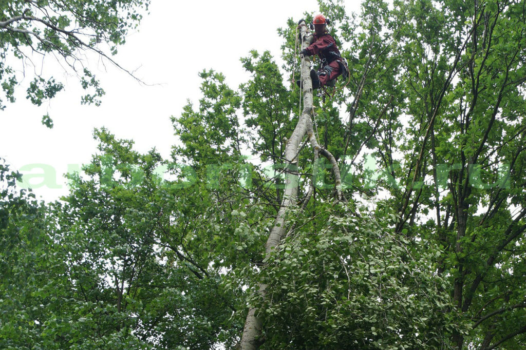 Удаление деревьев в сходненском районе Московской области