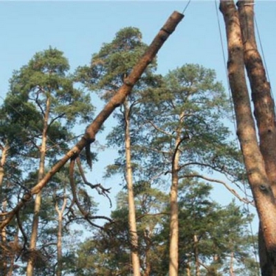 валка аварийных деревьев