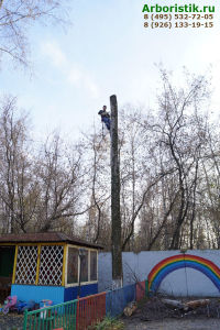 удалить деревья в детском саду