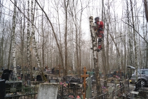 Удаление березы на Николо-Архангельском кладбище