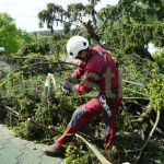вырубка аварийных деревьев на участках