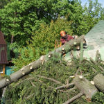Удаление упавшего дерева