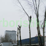глубокая обрезка деревьев в Москве