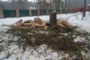 Вывоз поваленных деревьев