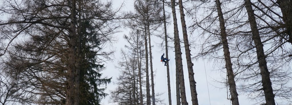 Обрезка деревьев в Одинцово