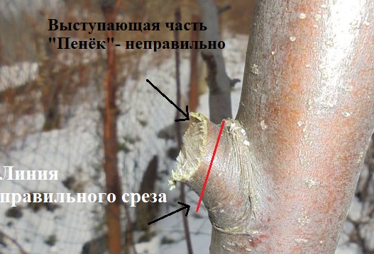 Зеленая реконструкция в Казани: обрезка и вырубка деревьев на улицах города - Инде
