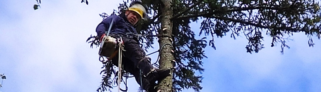 Удалить дерево в Климовске