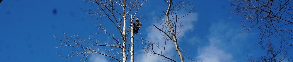 обезка деревьев в Краснознаменске