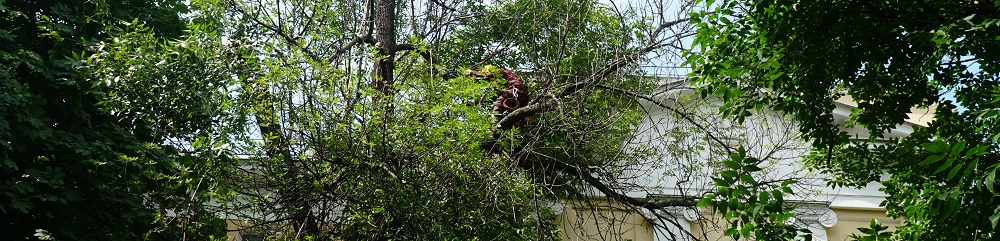 Обрезка деревьев в городе Реутов